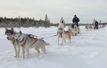 A husky safari through the winter landscapes of Ranua - A dog sledge on a husky safari in the snow-covered forest landscape of Ranua at sunset.