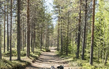 Autumn husky safari in Ranua - A husky safari in Ranua amidst the autumn colours. Arctic Borealis Huskies offers small groups memorable dog-sled rides in authentic Lapland nature.