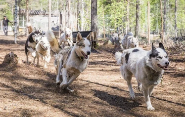 Syksyinen huskysafari Ranualla - Huskysafari Ranualla syksyn ruskan keskellä. Arctic Borealis Huskies tarjoaa pienryhmille elämyksellisiä koiravaljakkoajeluita aidossa lappilaisessa luonnossa.