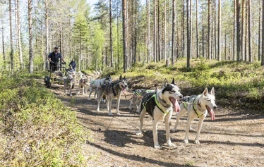 Autumn husky safari in Ranua - A husky safari in Ranua amidst the autumn colours. Arctic Borealis Huskies offers small groups memorable dog-sled rides in authentic Lapland nature.