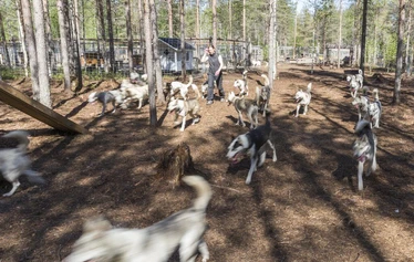 Meet the husky pack in Ranua - Visit the Arctic Borealis Huskies kennel in Ranua and meet the friendly pack of huskies. This family-run business offers authentic experiences, with the dogs’ wellbeing at the heart of everything they do.