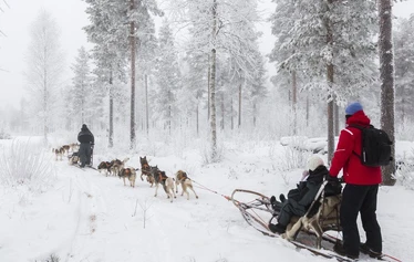 ready to set off on a husky safari - Experience an authentic dog sled safari in Ranua and drive your own husky team on a guided safari with Arctic Borealis Huskies. Small groups, well-cared-for huskies, personalised service and the snow-covered forests of Lapland offer an unforgettable winter experience for all ages.