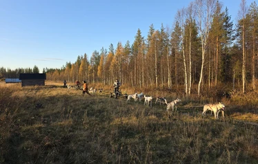 Syksyinen huskysafari Ranualla - Huskysafari Ranualla syksyn ruskan keskellä. Arctic Borealis Huskies tarjoaa pienryhmille elämyksellisiä koiravaljakkoajeluita aidossa lappilaisessa luonnossa.