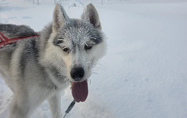 A photo break during a full-day husky safari - Arctic Borealis Huskies’ full-day safari takes guests deep into Lapland’s winter wilderness. This longer excursion offers more time to enjoy the idyllic scenery, learn about the huskies, spend time with the dogs and stop to take photos of the magnificent views that unfold along the way.