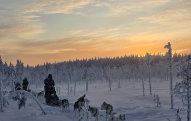 A husky safari through the winter landscapes of Ranua - A dog sledge on a husky safari in the snow-covered forest landscape of Ranua at sunset.