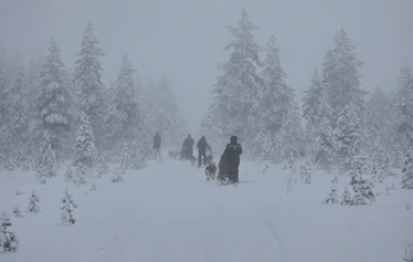 A husky safari through the winter landscapes of Ranua - A dog sledge on a husky safari in the snow-covered forest landscape of Ranua at sunset.