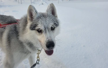 Rekikoira safari lumisessa maisemissa - Aja omaa huskyvaljakkoa ja koe Lapin talven taika keskellä lumista erämaata.