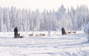 A dog sled safari through snow-covered landscapes - Drive your own husky sledge and experience the magic of a Lapland winter in the heart of the snow-covered wilderness.