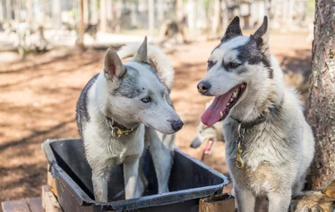 Meet the husky pack in Ranua - Visit the Arctic Borealis Huskies kennel in Ranua and meet the friendly pack of huskies. This family-run business offers authentic experiences, with the dogs’ wellbeing at the heart of everything they do.