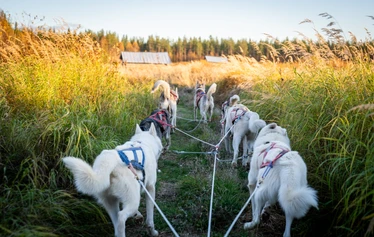 Husky Safari in Ranua’s autumn cornfields - A husky safari in Ranua amidst the autumn colours. Arctic Borealis Huskies offers small groups memorable dog-sled rides in authentic Lapland nature.
