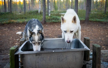 Husky Safari in Ranua’s autumn cornfields - A husky safari in Ranua amidst the autumn colours. Arctic Borealis Huskies offers small groups memorable dog-sled rides in authentic Lapland nature.
