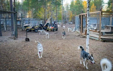 Husky safari in the tranquillity of Lapland’s wilderness - Experience a husky safari in the authentic Lapland wilderness and enjoy the peace and quiet of nature in a small group.