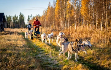 Husky safari in the tranquillity of Lapland’s wilderness - Experience a husky safari in the authentic Lapland wilderness and enjoy the peace and quiet of nature in a small group.