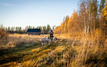 Husky safari in the tranquillity of Lapland’s wilderness - Experience a husky safari in the authentic Lapland wilderness and enjoy the peace and quiet of nature in a small group.