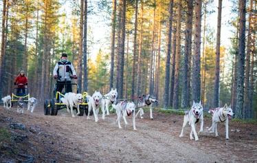Drive your own husky sledge in Ranua - Experience an authentic husky safari in Ranua and drive your own husky sledge on a guided safari with Arctic Borealis Huskies. This family-run business offers sustainable husky experiences for small groups in the Lapland wilderness, where happy dogs, forest trails and personalised service combine to create an unforgettable experience all year round.