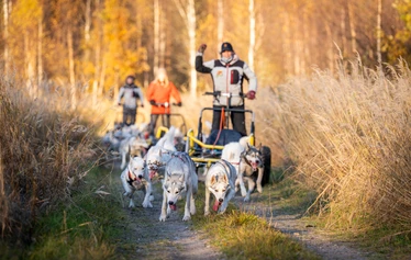 Husky Safari in Ranua’s autumn cornfields - A husky safari in Ranua amidst the autumn colours. Arctic Borealis Huskies offers small groups memorable dog-sled rides in authentic Lapland nature.
