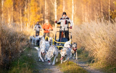 Autumn husky safari in Ranua - A husky safari in Ranua amidst the autumn colours. Arctic Borealis Huskies offers small groups memorable dog-sled rides in authentic Lapland nature.