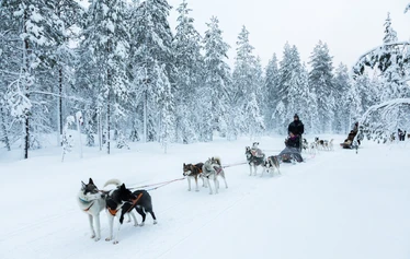 A dog sled safari through snow-covered landscapes - Drive your own husky sledge and experience the magic of a Lapland winter in the heart of the snow-covered wilderness.