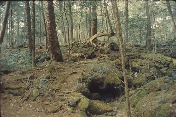 Two Forests