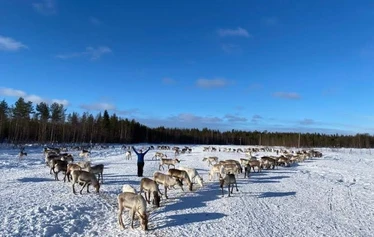 Authentic reindeer farm and reindeer herder Elisa Ylinampa