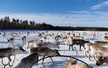 Authentic reindeer farm and reindeer herder Elisa Ylinampa