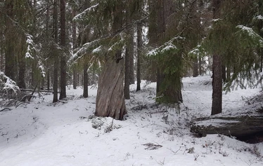 Suuri kelokanto kuviorajalla