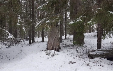Suuri kelokanto kuviorajalla
