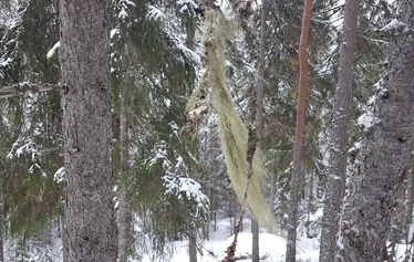 Naavaa reitin varrella