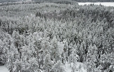 Aihkimäen harvapuustoista lakea