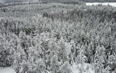 Aihkimäen harvapuustoista lakea