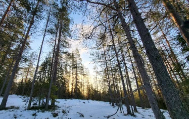 Aihkimäen harvapuustoista lakea
