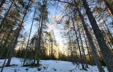 Aihkimäen harvapuustoista lakea