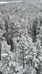 Repovesi National Park Snowshoe Trails