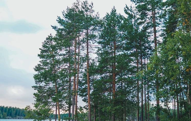 Enonrannan kotalaavu - Kuva: Iiro Lyytinen