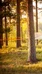 Nature accommodation in Finland