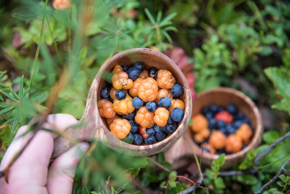 Foraging - edible Finnish wilderness; wild herbs, berries and mushrooms -  Finland, Naturally Experiences