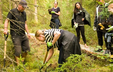 Puunistutusseremonia - Tilaisuudessa suoritamme puunistutusseremonian ja nostamme kuusenkerkkäkuohumaljan tuoreille taimille sekä annamme lupauksen metsän Tapiolle.