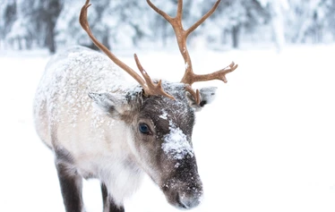Reindeer at a family-run farm near Oulu