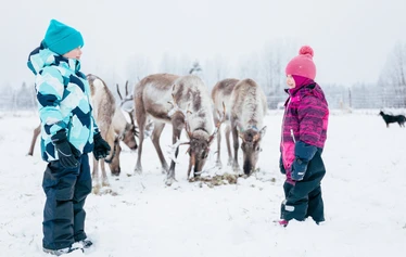 Guests feeding reindeer at a family-run farm near Oulu