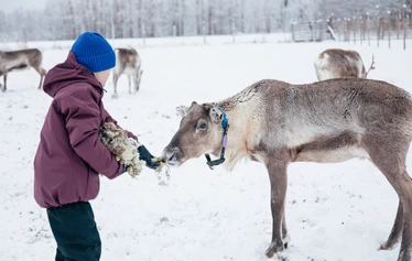 Guests feeding reindeer at a family-run farm near Oulu