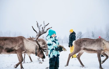 Reindeer at a family-run farm near Oulu