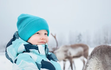 Reindeer at a family-run farm near Oulu