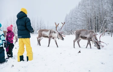 Reindeer at a family-run farm near Oulu