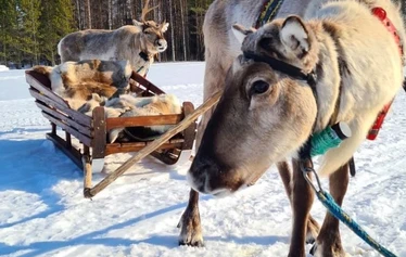 Guests feeding reindeer at a family-run farm near Oulu
