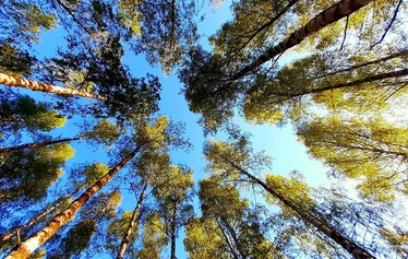 Hyvinvointiluento | Nuuksio | FoRestful - Hyvinvointiluento | Nuuksio | FoRestful