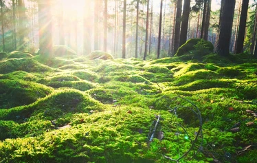 Metsämieli | Nuuksio | FoRestful - Metsämieli