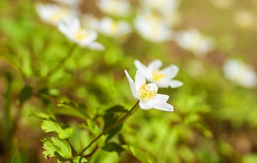 Rentoutushetki Sisällä | Nuuksio | FoRestful - Rentoutushetki sisällä