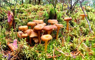 Sieniretki | Nuuksio | FoRestful - Sieniretki