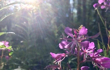 Villiyrttiretki | Nuuksio | FoRestful - Villiyrtit