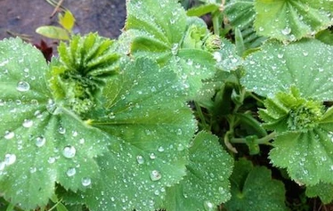 Villiyrttiretki | Nuuksio | FoRestful - Villiyrtit